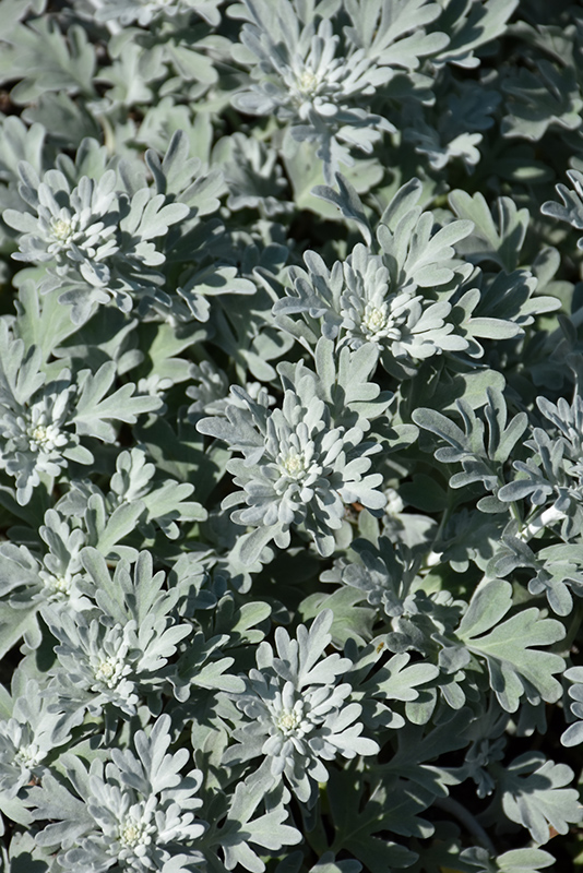 Silver Brocade Artemesia (Artemisia stelleriana 'Silver Brocade') at Stauffers Of Kissel Hill