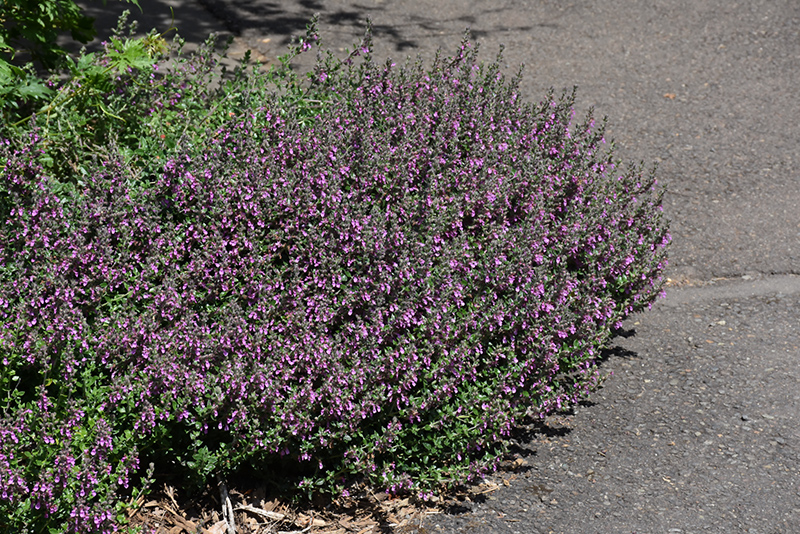 Creeping Germander (Teucrium chamaedrys) at Stauffers Of Kissel Hill