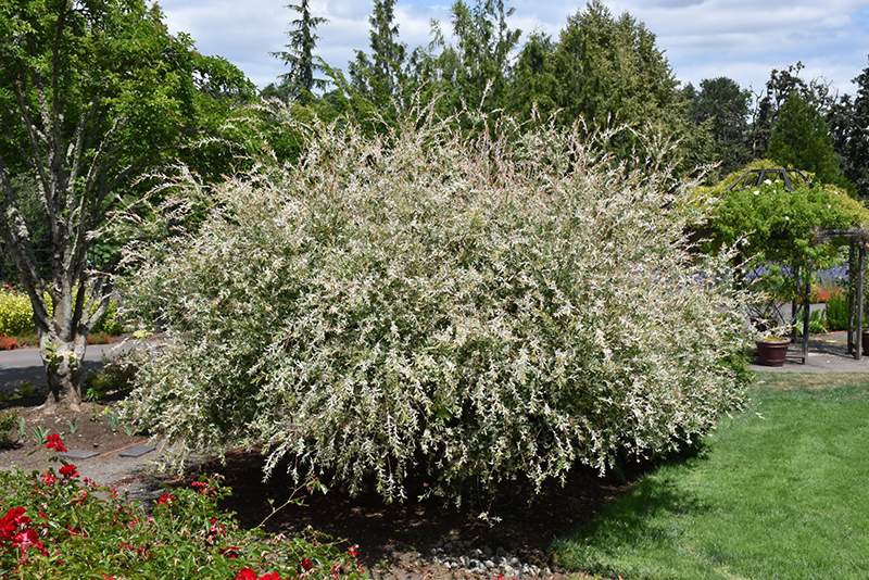 Tricolor Willow (Salix integra 'Hakuro Nishiki') at Stauffers Of Kissel Hill