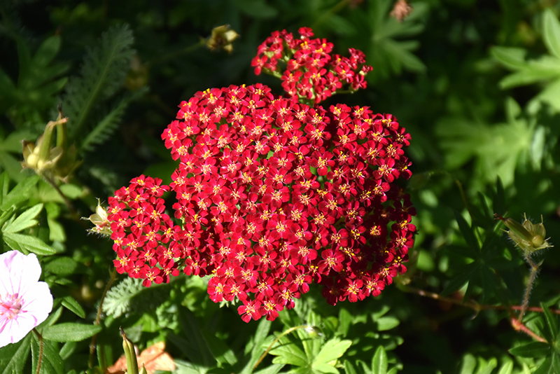 Red Velvet Yarrow (Achillea millefolium 'Red Velvet') at Stauffers Of Kissel Hill