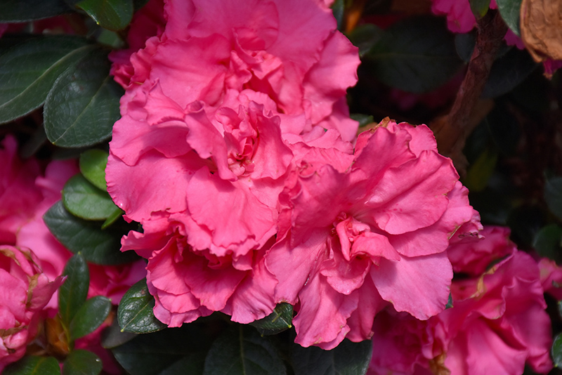 Bloom-A-Thon Pink Double Azalea (Rhododendron 'RLH1-2P8') at Stauffers Of Kissel Hill
