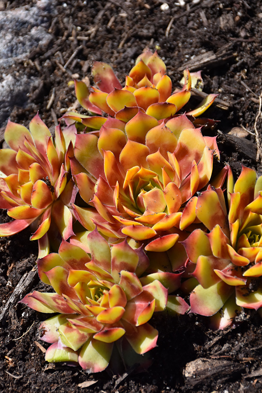 Chick Charms Gold Nugget Hens And Chicks (Sempervivum 'Gold Nugget') at Stauffers Of Kissel Hill