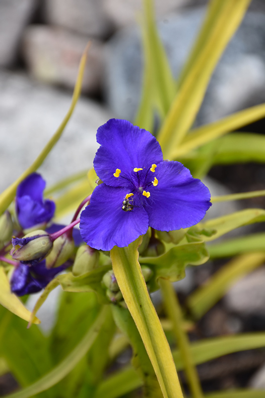 Sweet Kate Spiderwort (Tradescantia x andersoniana 'Sweet Kate') at Stauffers Of Kissel Hill