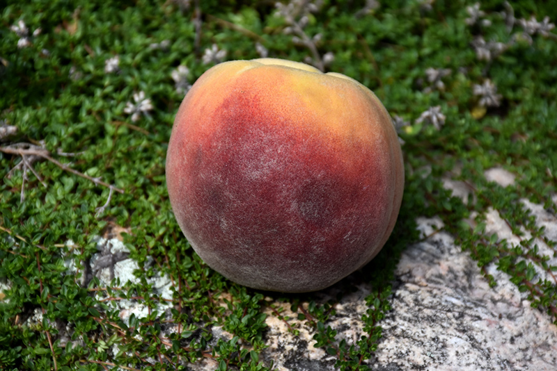 Contender Peach (Prunus persica 'Contender') at Stauffers Of Kissel Hill