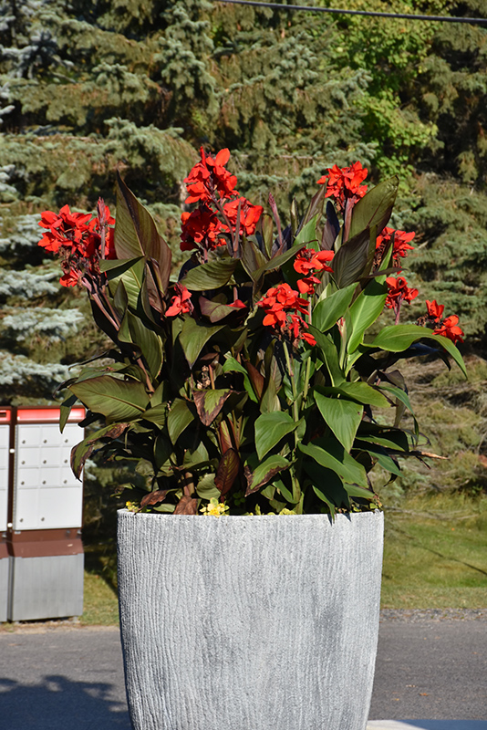Tropical Bronze Scarlet Canna (Canna 'Tropical Bronze Scarlet') at Stauffers Of Kissel Hill
