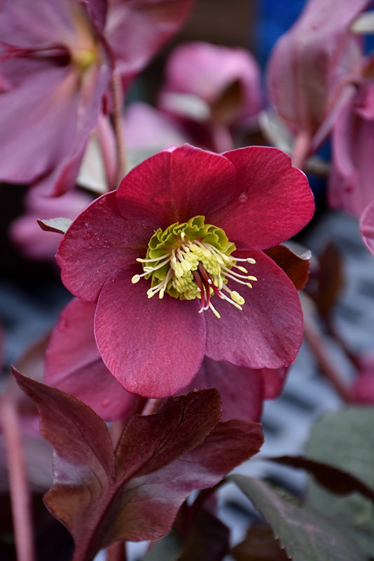 Anna's Red Hellebore (Helleborus 'Anna's Red') at Stauffers Of Kissel Hill