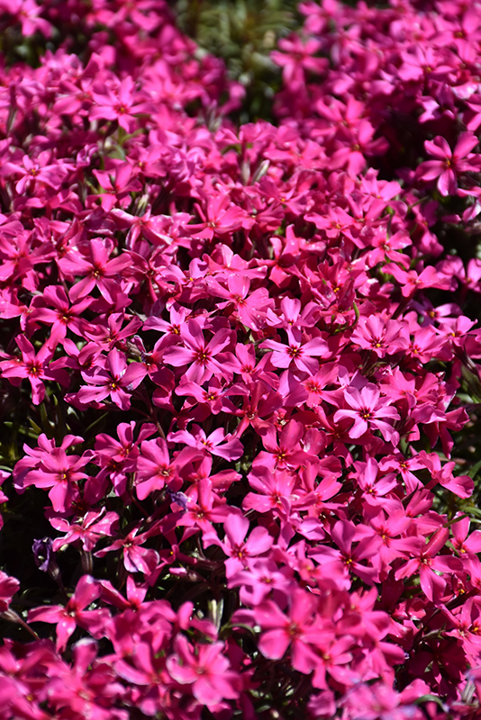 Scarlet Flame Moss Phlox (Phlox subulata 'Scarlet Flame') at Stauffers Of Kissel Hill