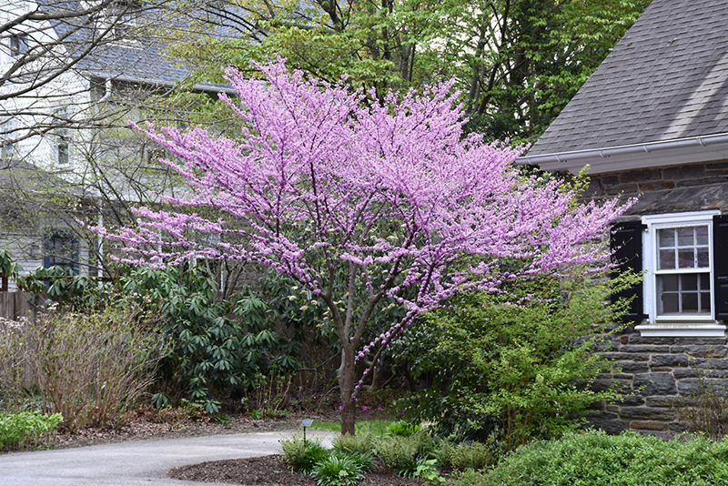 Alley Cat Redbud (Cercis canadensis 'Alley Cat') at Stauffers Of Kissel Hill