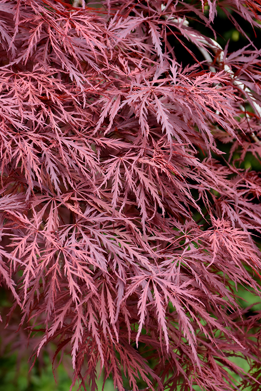 Red Dragon Japanese Maple (Acer palmatum 'Red Dragon') at Stauffers Of Kissel Hill