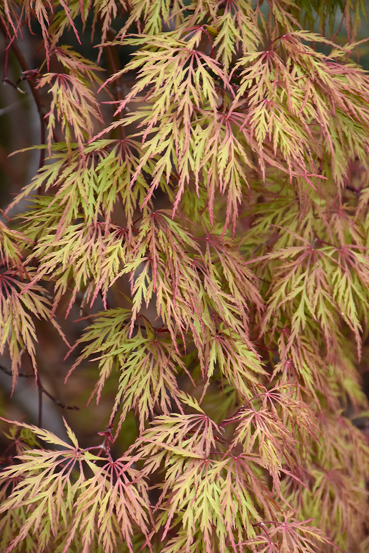 Orangeola Cutleaf Japanese Maple (Acer palmatum 'Orangeola') at Stauffers Of Kissel Hill
