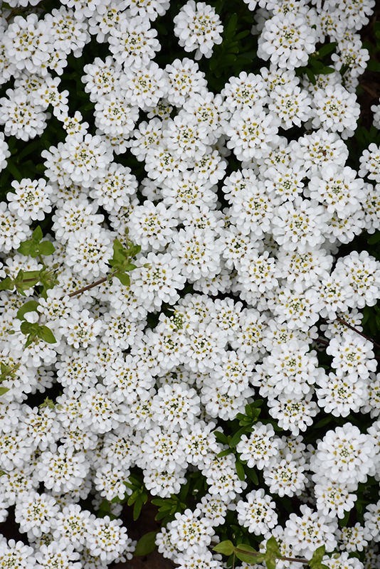 Snowflake Candytuft (Iberis sempervirens 'Snowflake') at Stauffers Of Kissel Hill