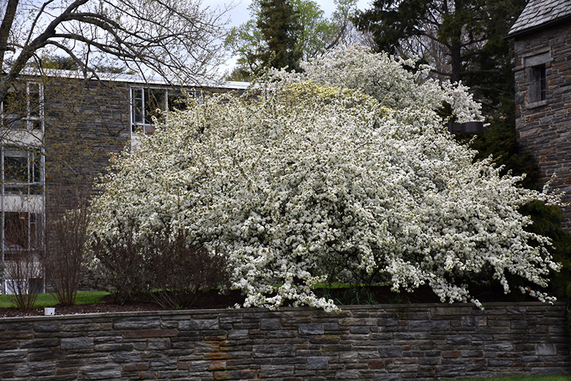 Sargent's Flowering Crab (Malus sargentii) at Stauffers Of Kissel Hill