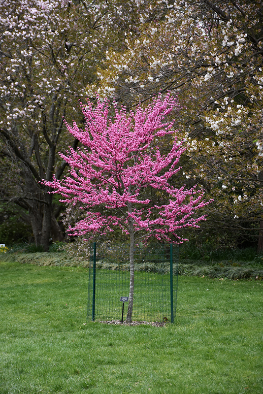 Appalachian Red Redbud (Cercis canadensis 'Appalachian Red') at Stauffers Of Kissel Hill