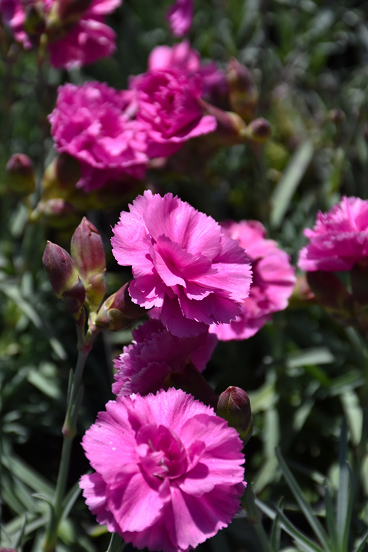 Scent First Tickled Pink Pinks (Dianthus 'Devon PP11') at Stauffers Of Kissel Hill