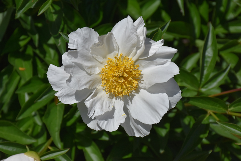 Krinkled White Peony (Paeonia 'Krinkled White') at Stauffers Of Kissel Hill