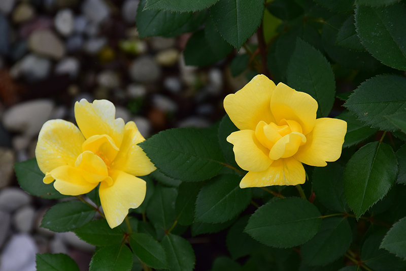 Sunny Knock Out Rose (Rosa 'Radsunny') at Stauffers Of Kissel Hill