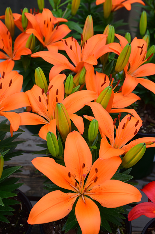Matrix Orange Lily (Lilium 'Matrix Orange') at Stauffers Of Kissel Hill