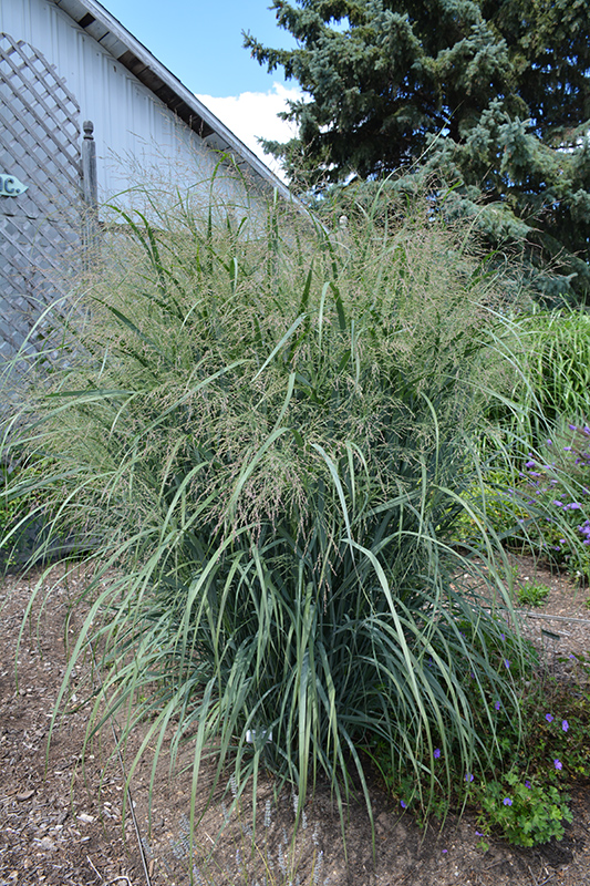 Northwind Switch Grass (Panicum virgatum 'Northwind') at Stauffers Of Kissel Hill