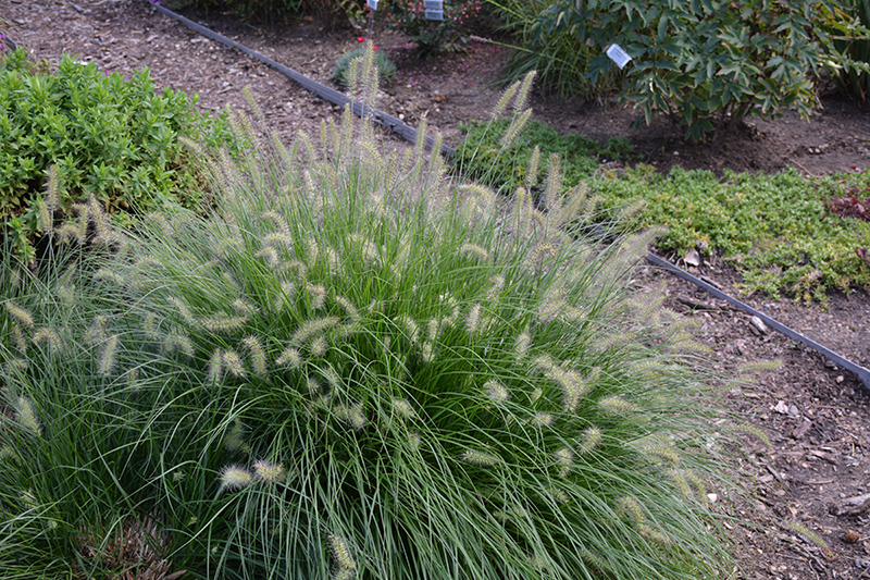 Little Bunny Dwarf Fountain Grass (Pennisetum alopecuroides 'Little Bunny') at Stauffers Of Kissel Hill