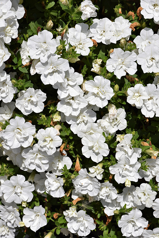 Double Wave White Petunia (Petunia 'Double Wave White') at Stauffers Of Kissel Hill