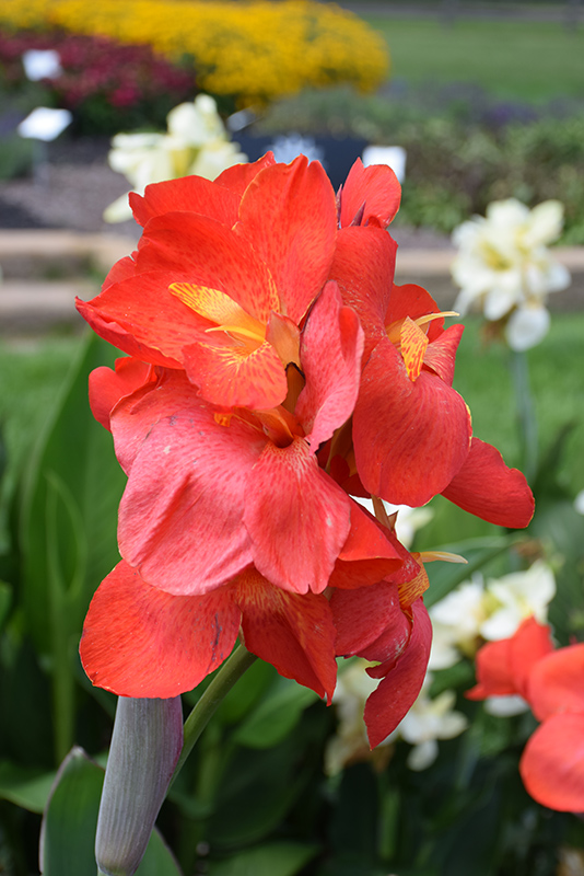 South Pacific Scarlet Canna (Canna 'South Pacific Scarlet') at Stauffers Of Kissel Hill