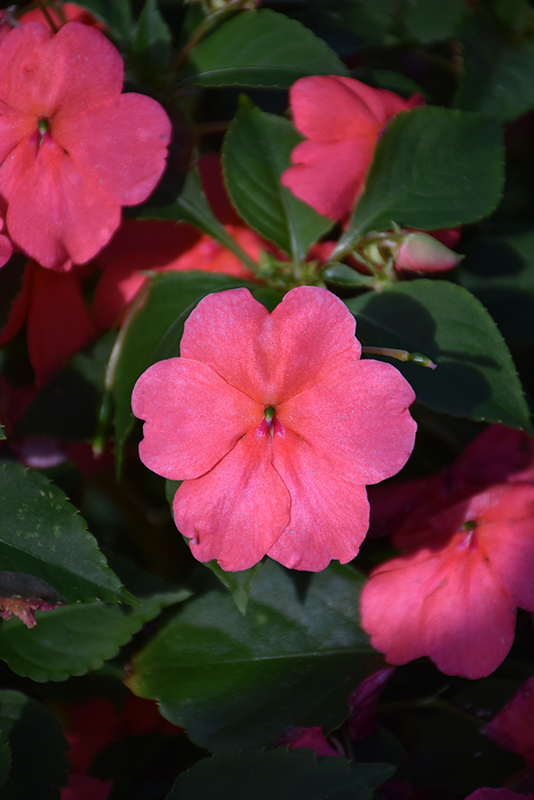 Beacon Coral Impatiens (Impatiens walleriana 'PAS1413664') at Stauffers Of Kissel Hill