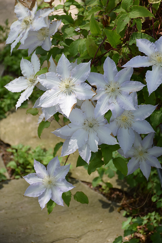 Mrs. George Jackman Clematis (Clematis 'Mrs. George Jackman') at Stauffers Of Kissel Hill