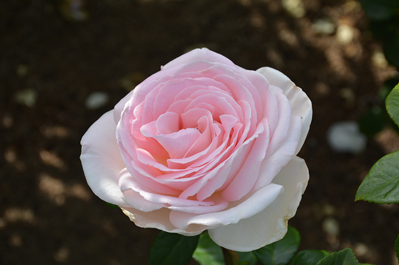 Francis Meilland Rose (Rosa 'Meitroni') at Stauffers Of Kissel Hill