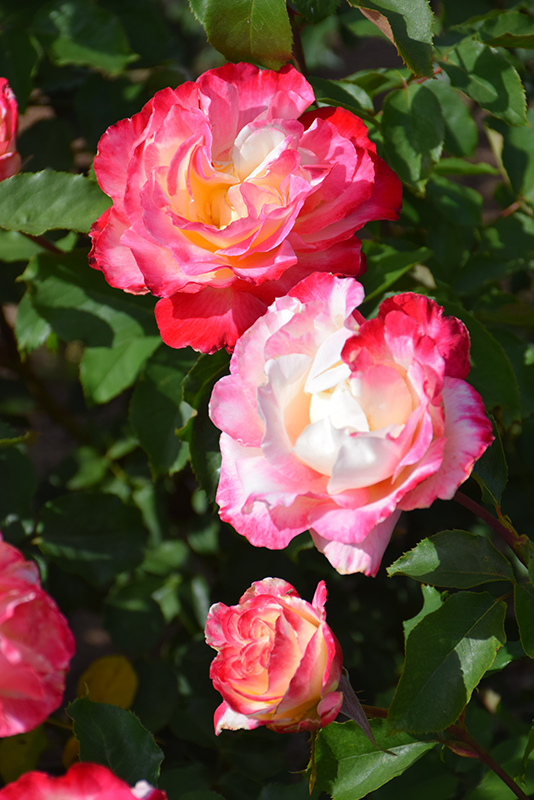 Double Delight Rose (Rosa 'Double Delight') at Stauffers Of Kissel Hill
