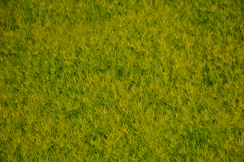 Scotch Moss (Sagina subulata 'Aurea') at Stauffers Of Kissel Hill