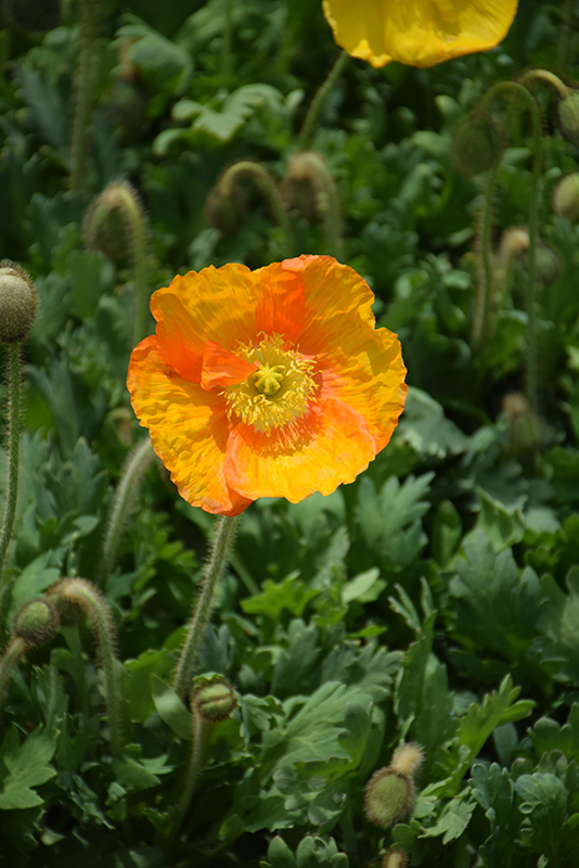 Champagne Bubbles Poppy (Papaver nudicaule 'Champagne Bubbles') at Stauffers Of Kissel Hill