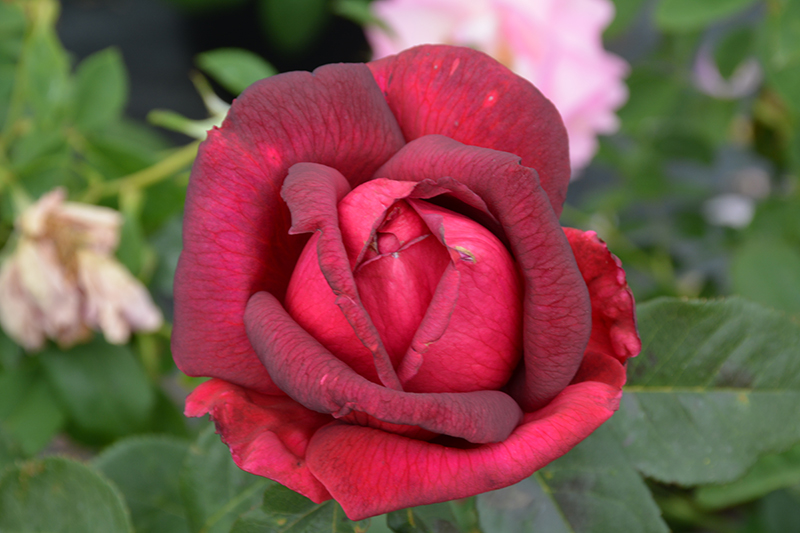 Oklahoma Rose (Rosa 'Oklahoma') at Stauffers Of Kissel Hill