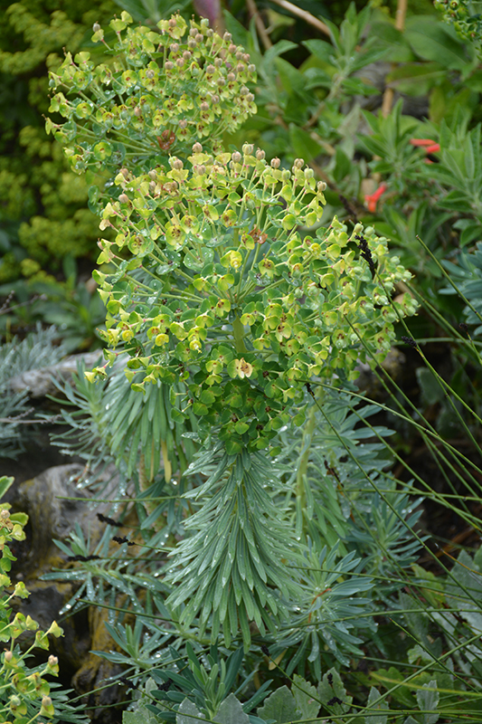 Wulfenii Mediterranean Spurge (Euphorbia characias ssp. wulfenii) at Stauffers Of Kissel Hill