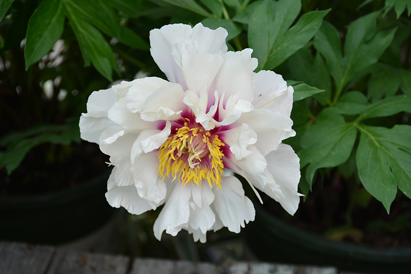 Cora Louise Peony (Paeonia 'Cora Louise') at Stauffers Of Kissel Hill