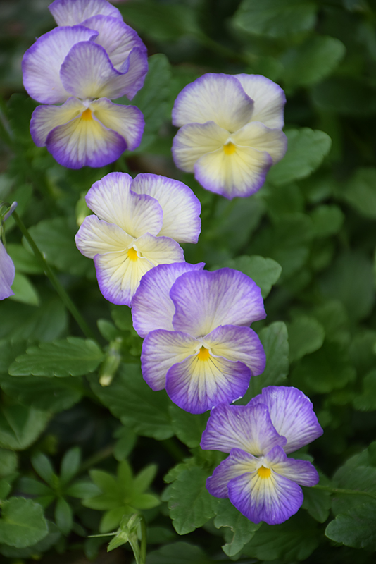 Etain Pansy (Viola 'Etain') at Stauffers Of Kissel Hill
