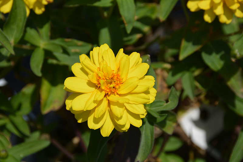 Profusion Double Yellow Zinnia (Zinnia 'Profusion Double Yellow') at Stauffers Of Kissel Hill