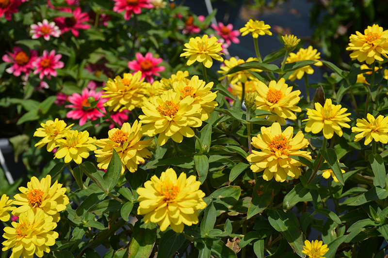Profusion Double Yellow Zinnia (Zinnia 'Profusion Double Yellow') at Stauffers Of Kissel Hill
