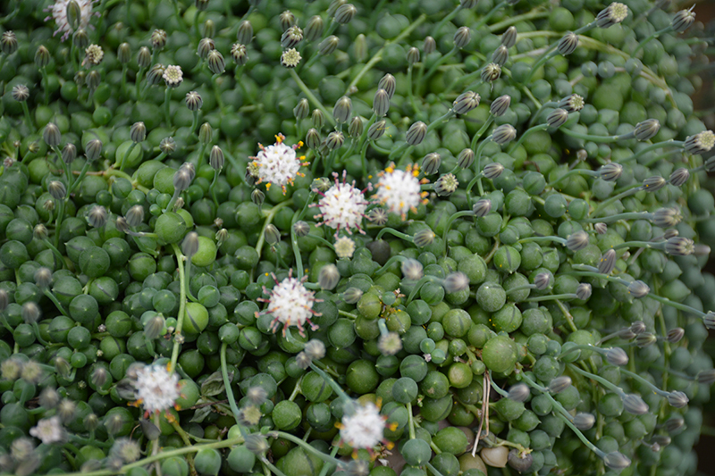String Of Pearls (Senecio rowleyanus) at Stauffers Of Kissel Hill