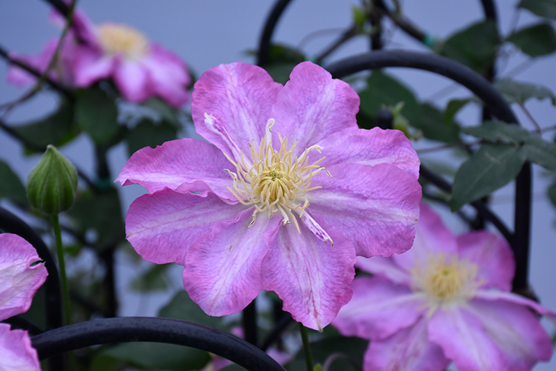Asao Clematis (Clematis 'Asao') at Stauffers Of Kissel Hill