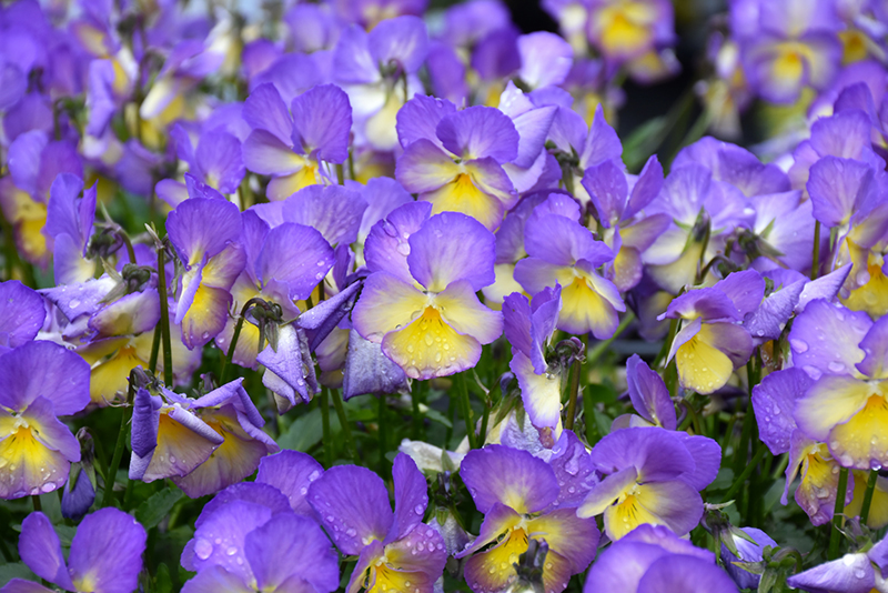 Etain Pansy (Viola 'Etain') at Stauffers Of Kissel Hill