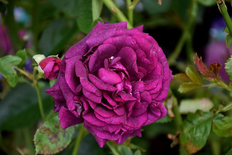Twilight Zone Rose (Rosa 'WEKebtidere') at Stauffers Of Kissel Hill
