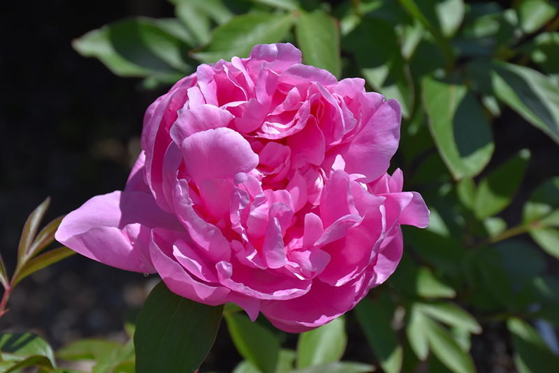 Dr. Alexander Fleming Peony (Paeonia 'Dr. Alexander Fleming') at Stauffers Of Kissel Hill