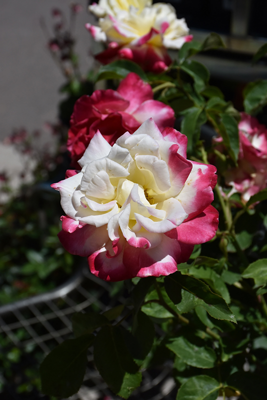 Double Delight Rose (Rosa 'Double Delight') at Stauffers Of Kissel Hill
