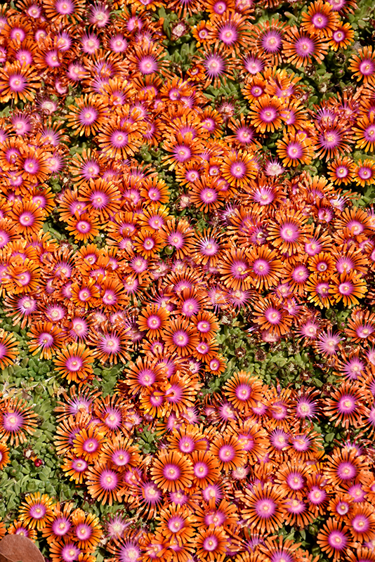 Fire Spinner Ice Plant (Delosperma 'Fire Spinner') at Stauffers Of Kissel Hill