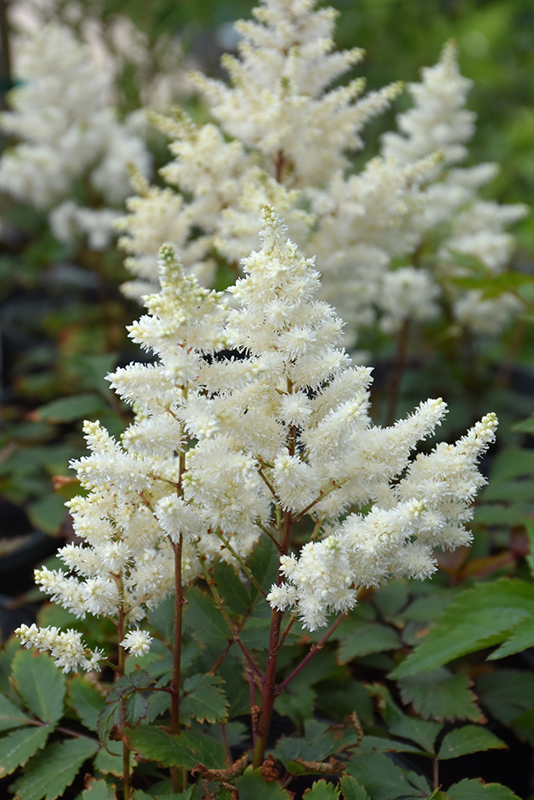 Younique White Astilbe (Astilbe 'Verswhite') at Stauffers Of Kissel Hill