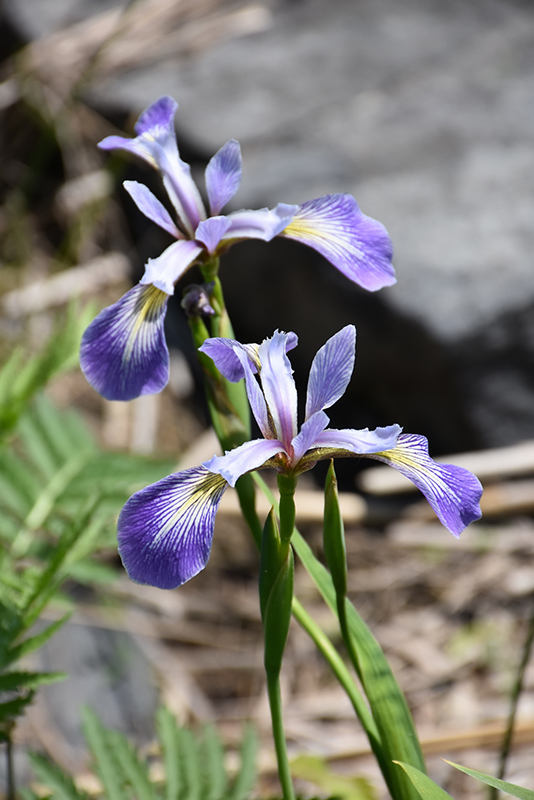 Blue Flag Iris (Iris versicolor) at Stauffers Of Kissel Hill