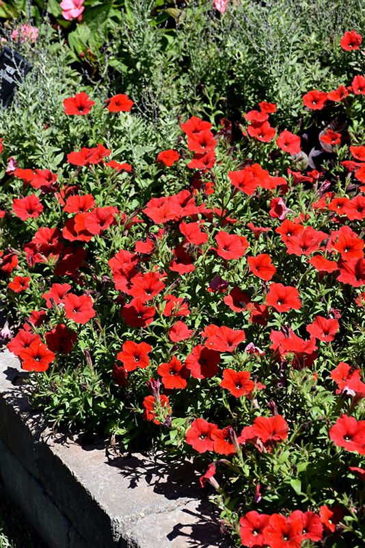 Easy Wave Red Petunia (Petunia 'Easy Wave Red') at Stauffers Of Kissel Hill