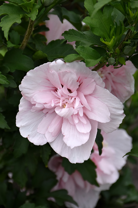 Pink Chiffon Rose of Sharon (Hibiscus syriacus 'JWNWOOD4') at Stauffers Of Kissel Hill