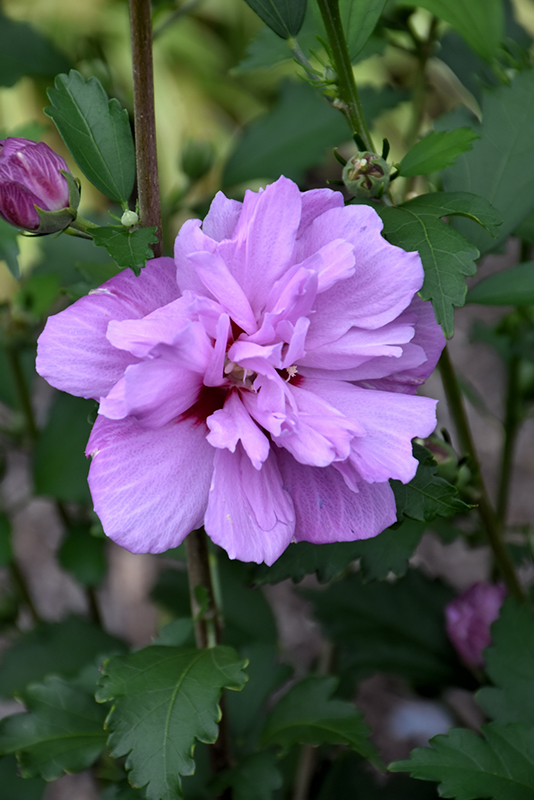 Ardens Rose of Sharon (Hibiscus syriacus 'Ardens') at Stauffers Of Kissel Hill