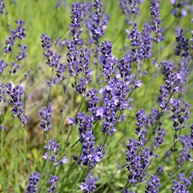 Provence Pot Holder Lavender blue